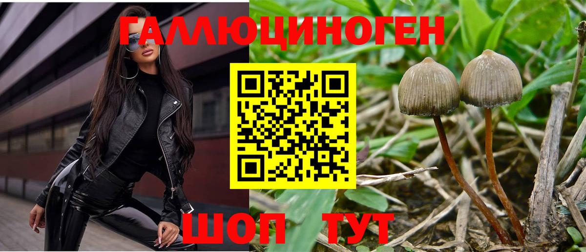 Дивногорск  Псилоцибиновые грибы прущие грибы  Вход с VPN 